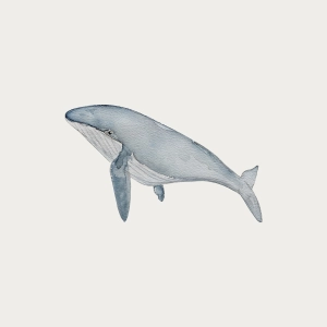 Atlas & August Whale 2 Reusable Wall Sticker