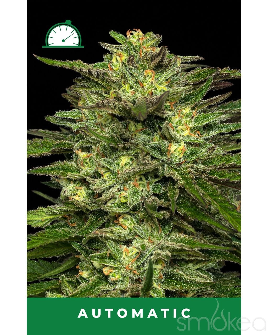 Humboldt Seed Co. Autoflower Cannabis Seeds - Dream Queen